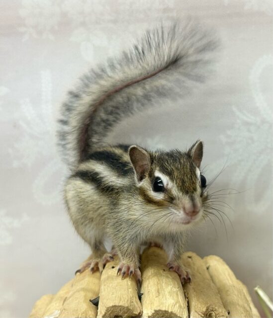 残り1匹‼️ササッと走るぞ🍃シマリス(ノーマル) 女の子 2024年2月生まれ