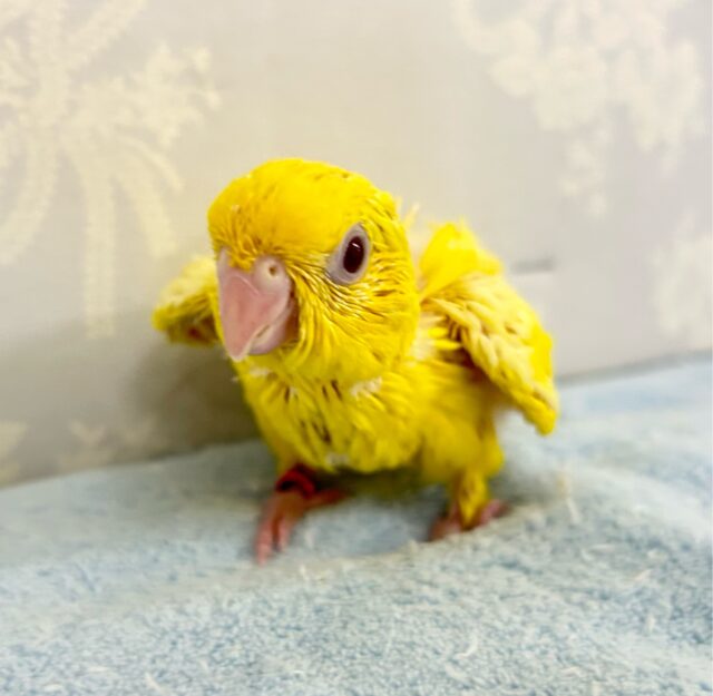 サザナミインコ