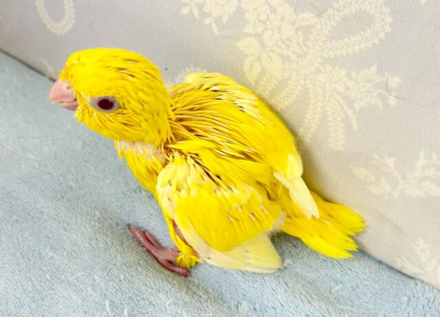 サザナミインコ