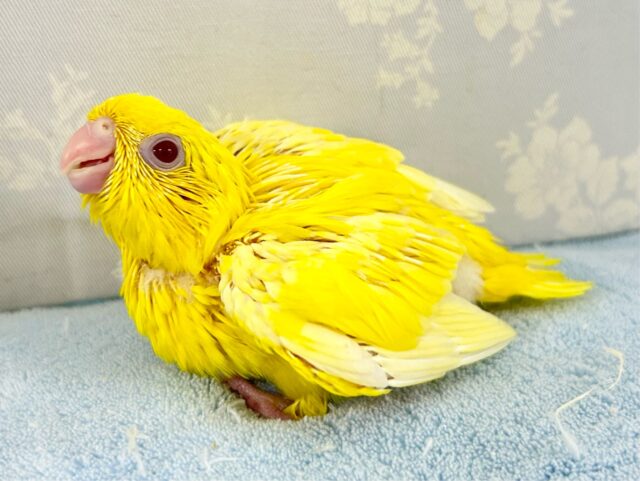 サザナミインコ