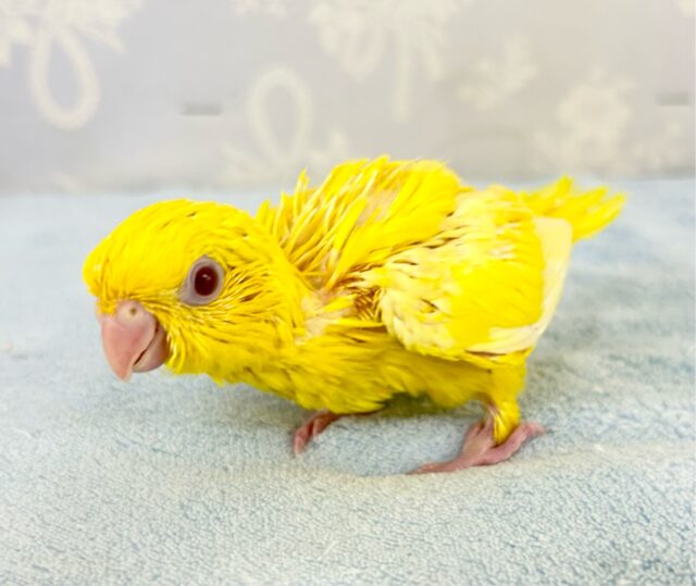 サザナミインコ