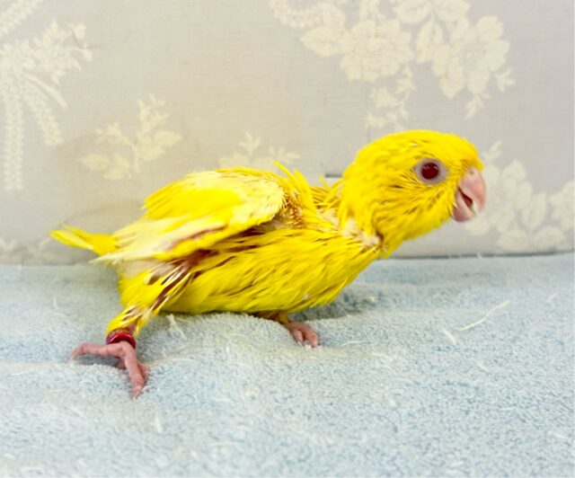 サザナミインコ