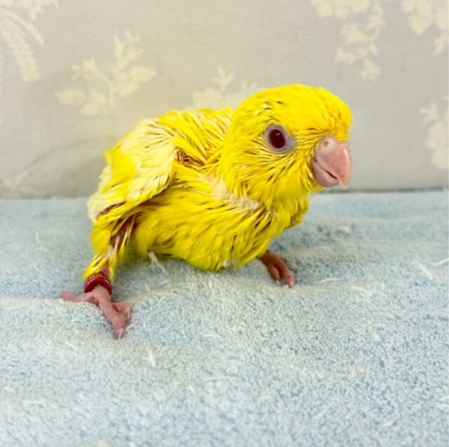 サザナミインコ