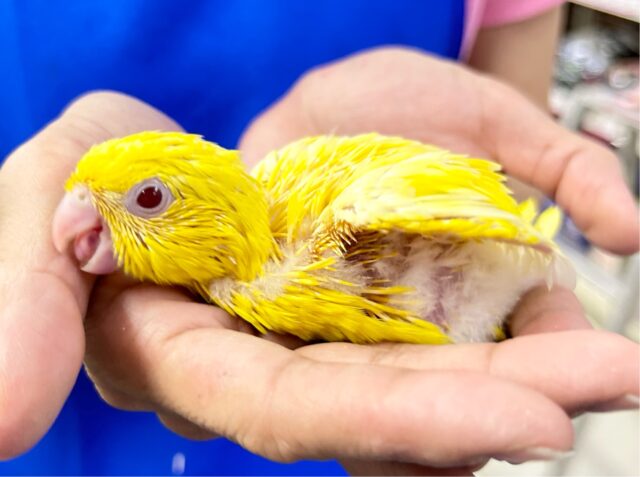 明るいお色💛サザナミインコ (ルチノー) 2024年5月生まれ