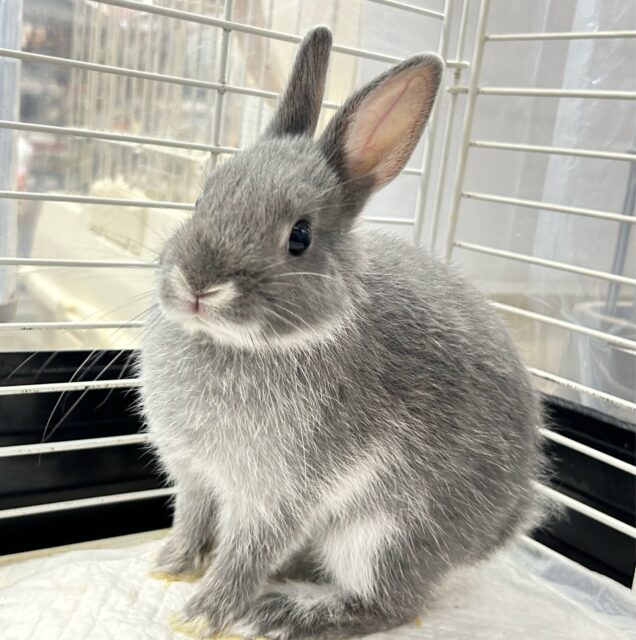 ネザーランドドワーフ