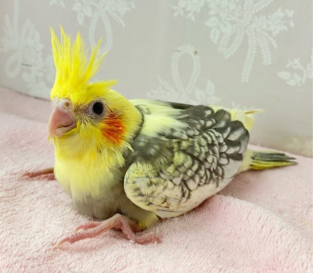 オカメインコ