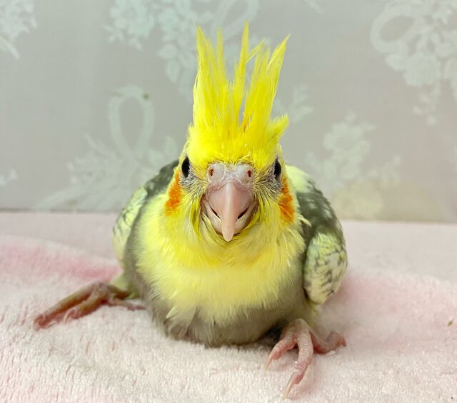 オカメインコ