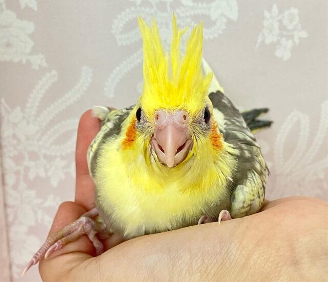 オカメインコ