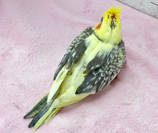 オカメインコ