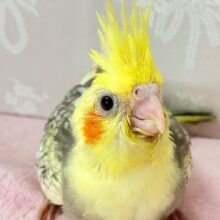 咲き誇る✨️ひまわり冠羽！！🌼🌱⋆｡オカメインコ(パール2024年5月生まれ)