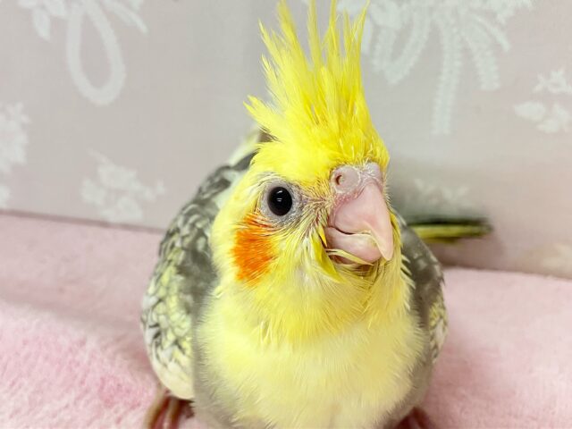 咲き誇る✨️ひまわり冠羽！！🌼🌱⋆｡オカメインコ(パール2024年5月生まれ)