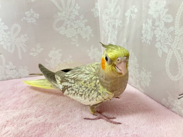 オカメインコ