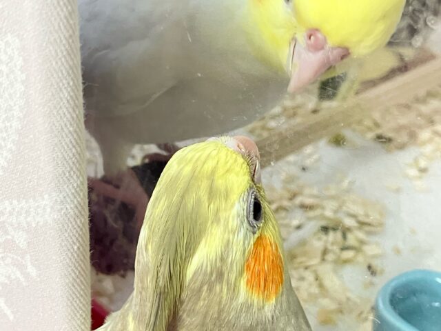 Vの字をビクトリーに着飾り隊かっ?!😎 ✨️オカメインコ(シナモンパール2024年4月生まれ) オカメインコ