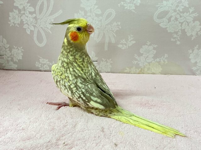 Vの字をビクトリーに着飾り隊かっ?!😎 ✨️オカメインコ(シナモンパール2024年4月生まれ) オカメインコ