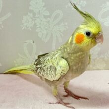 Ｖの字をビクトリーに着飾り隊かっ？！😎 ✨️オカメインコ(シナモンパール2024年4月生まれ)