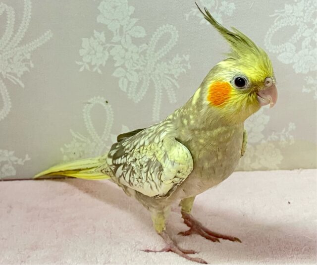 Ｖの字をビクトリーに着飾り隊かっ？！😎 ✨️オカメインコ(シナモンパール2024年4月生まれ)