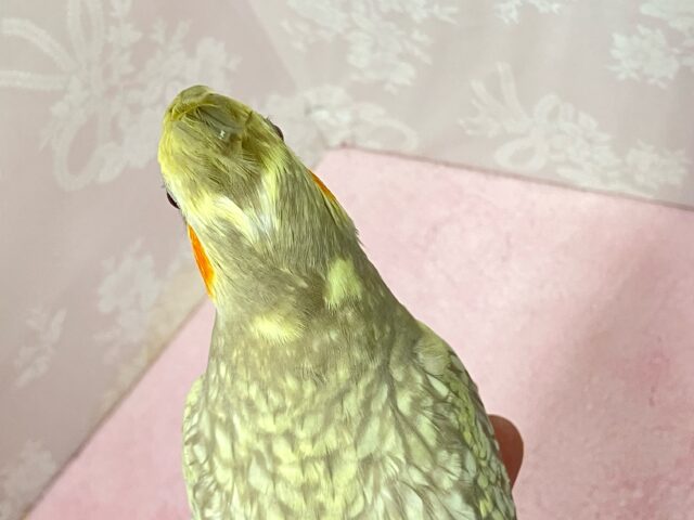 Vの字をビクトリーに着飾り隊かっ?!😎 ✨️オカメインコ(シナモンパール2024年4月生まれ) オカメインコ