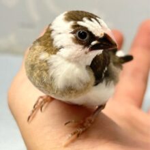 ブラウンチック🤎十姉妹(ノーマル2024年6月生まれ)