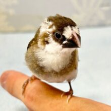 白いモフモフ︎ ︎︎︎︎︎💭かわいぃ～🤎‎🤍十姉妹(ノーマル2024年6月生まれ)