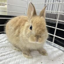 揚げパンボディのおめめまん丸っ子🥖🍊.*゜ネザーランドドワーフ(オレンジ2024年5月)