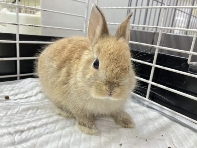 揚げパンボディのおめめまん丸っ子🥖🍊.*゜ネザーランドドワーフ(オレンジ2024年5月)