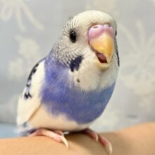 ✨最新画像✨夜空にモクモク白い雲〜🤍☁⸒⸒🌙*ﾟセキセイインコ(パイド2024年5月生まれ)