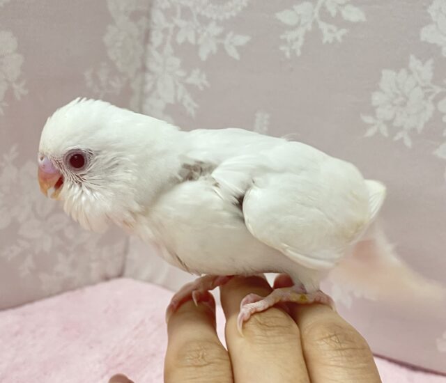 ✨最新画像✨真っ白かわいい🤍セキセイインコ(アルビノ)2024年6月生まれ セキセイインコ