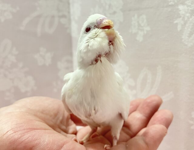 ✨最新画像✨真っ白かわいい🤍セキセイインコ(アルビノ)2024年6月生まれ セキセイインコ