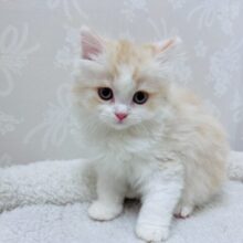 ふわふわで可愛過ぎるよ〜❣️元気いっぱいマンチカンちゃん‼️