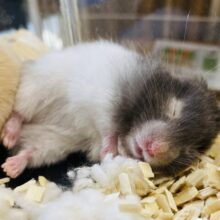 無防備すぎる寝相にイチコロです😍❤️ふわふわなセーブルハムスター🐹
