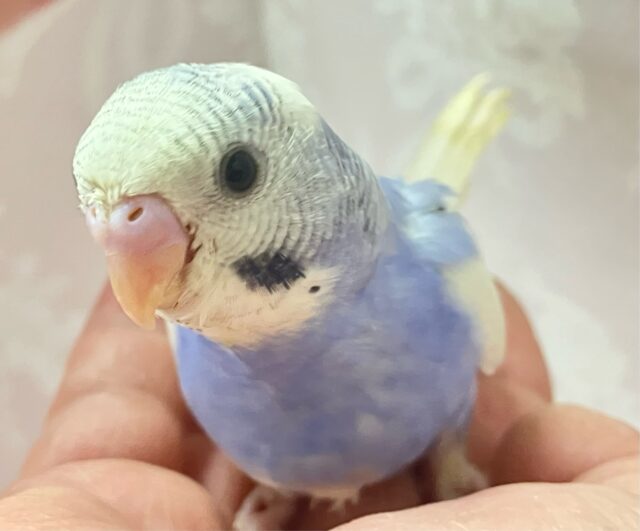 ✨最新画像✨元気いっぱい💪✨セキセイインコ(ブルーオパーリンパイド) 2024年6月生まれ