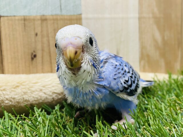 ピロロ〜♪ごはんちょうだい❗️元気いっぱいなセキセイインコ（オパーリン）💙