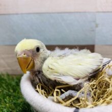 ワタワタに包まれたヒナさんです🩶どんな姿に成長するかな？コザクラインコ（モーブパイド）⭐️