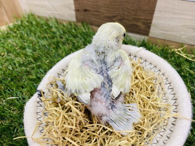 コザクラインコ（小桜インコ）