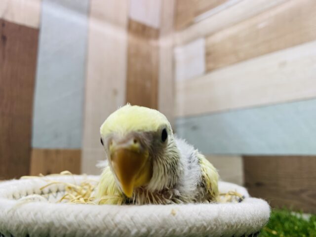 コザクラインコ（小桜インコ）