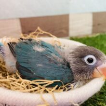 ちょっぴり恥ずかしいから隠れたいの〜💦ブルーの素敵なボタンインコ💕