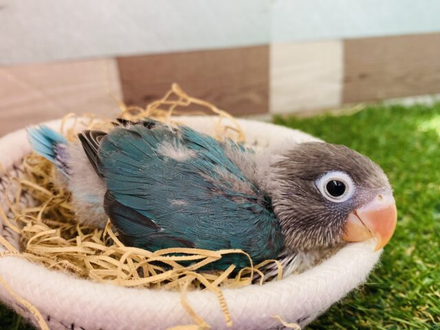 ちょっぴり恥ずかしいから隠れたいの〜💦ブルーの素敵なボタンインコ💕