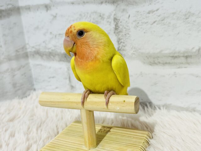 コザクラインコ（小桜インコ）