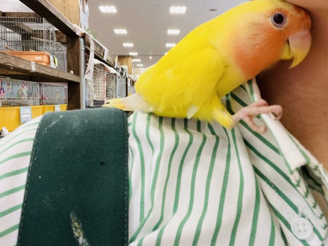 コザクラインコ（小桜インコ）