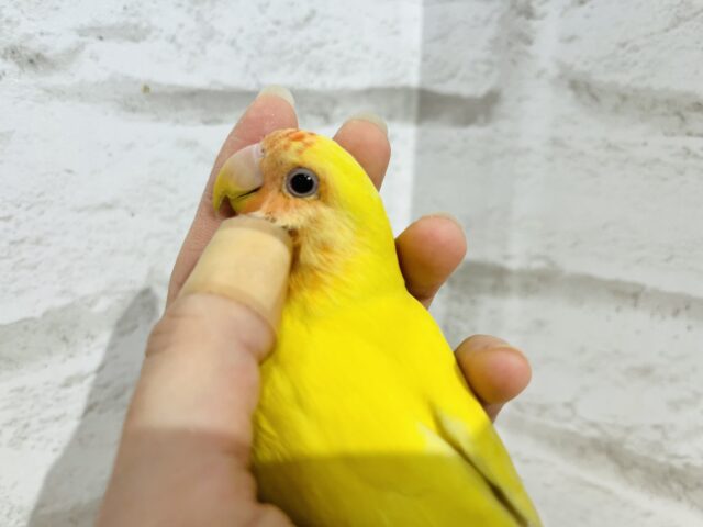 コザクラインコ（小桜インコ）