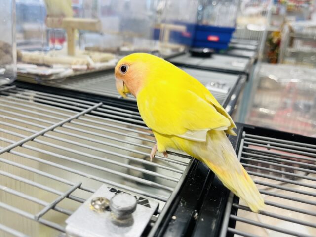 コザクラインコ（小桜インコ）