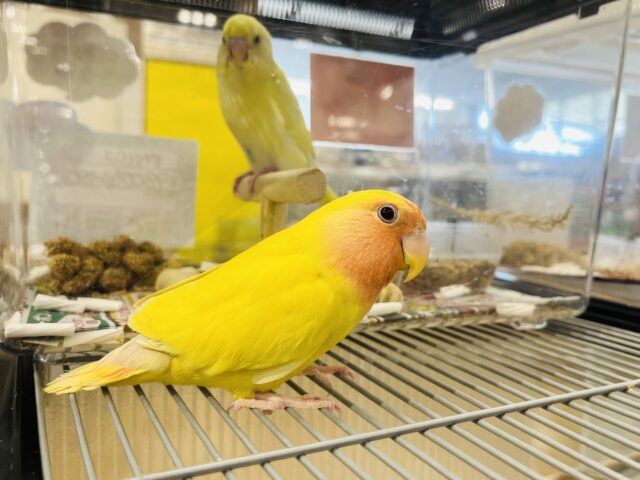 コザクラインコ（小桜インコ）