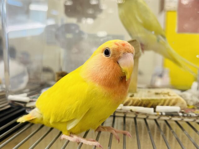 コザクラインコ（小桜インコ）