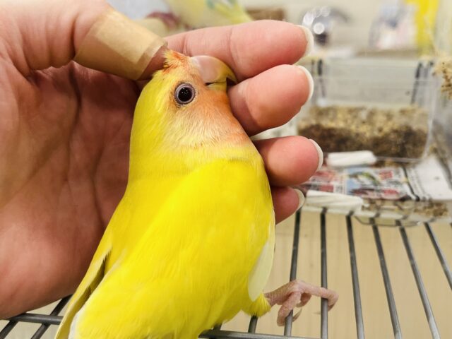 コザクラインコ（小桜インコ）