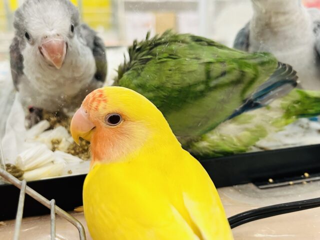 コザクラインコ（小桜インコ）