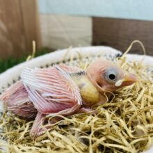 まだピンク色の姿だけど大きなお口で待ってるよ〜💕白文鳥のヒナ！