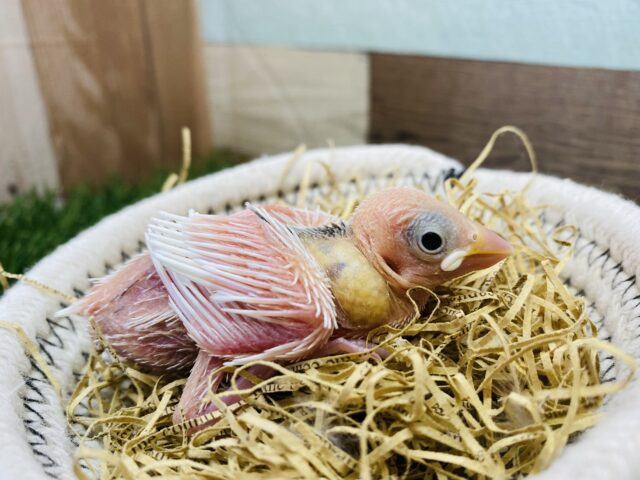 まだピンク色の姿だけど大きなお口で待ってるよ〜💕白文鳥のヒナ！