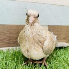 キリッと背筋よく✨カッコいいお顔のジュズカケバドさん❗️