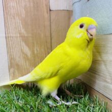 最新画像有ります‼️サンサン🌞イエローの赤目ちゃん❣️セキセイインコのルチノー！！