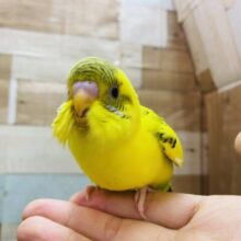 最新画像有り‼️遊び上手になってくれるかな⁇セキセイインコのハルクイン！！